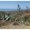 De cactussen neigen naar de zee in een spiegelbeeld bergvlaktegte